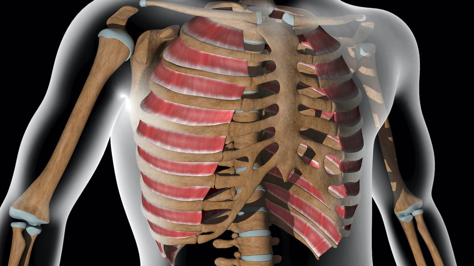 肋間収縮の原因は何ですか?