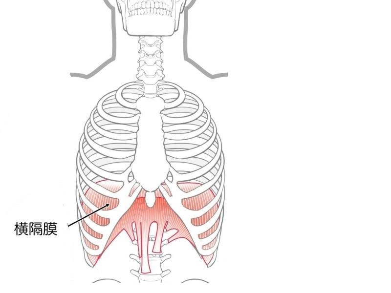 横隔膜呼吸法指導