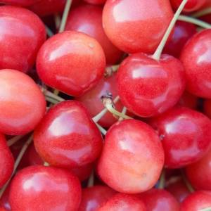 【さくらんぼ】「甘いさくらんぼの見分け方」と甘みが長持ちする賢い保存法を管理栄養士が解説！