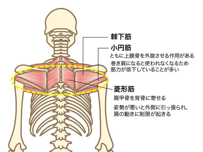 このワークで使いたい背中の筋肉