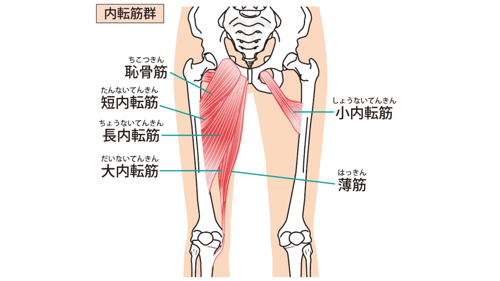 内転筋群