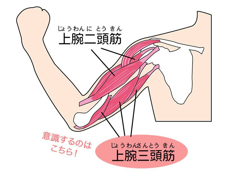上腕三頭筋