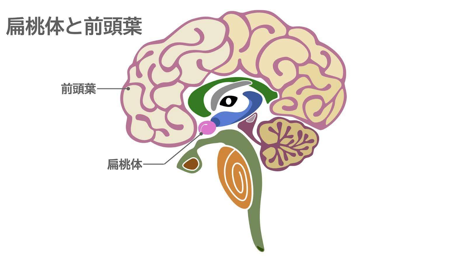 イラスト出典：イラストAC