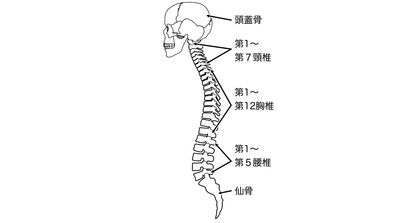 脊椎
