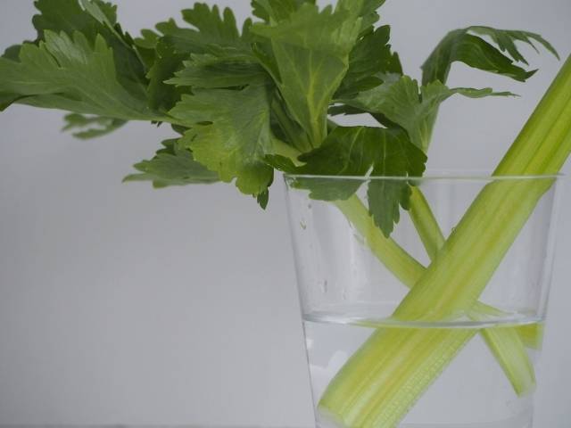セロリのイメージ