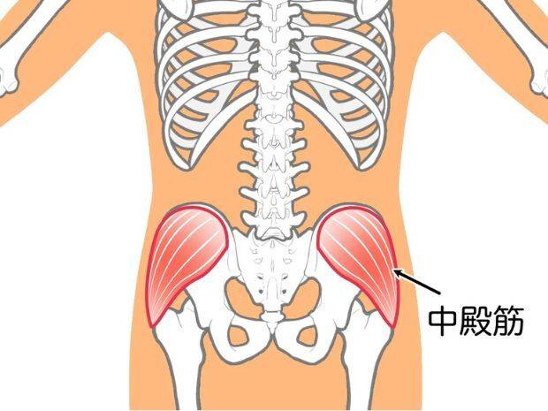 中臀筋