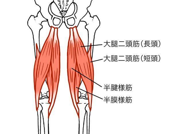 大腿二頭筋