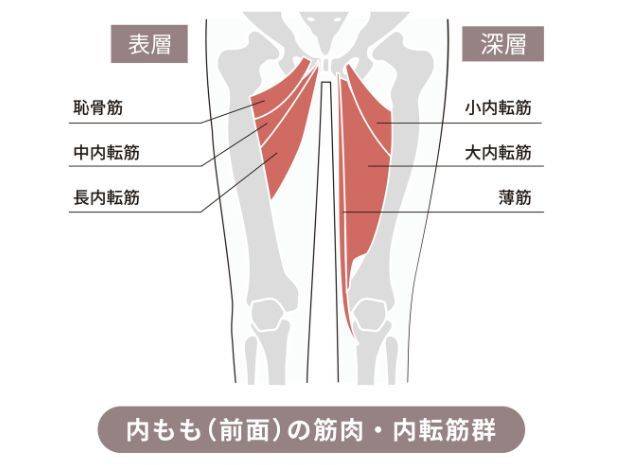 内転筋群