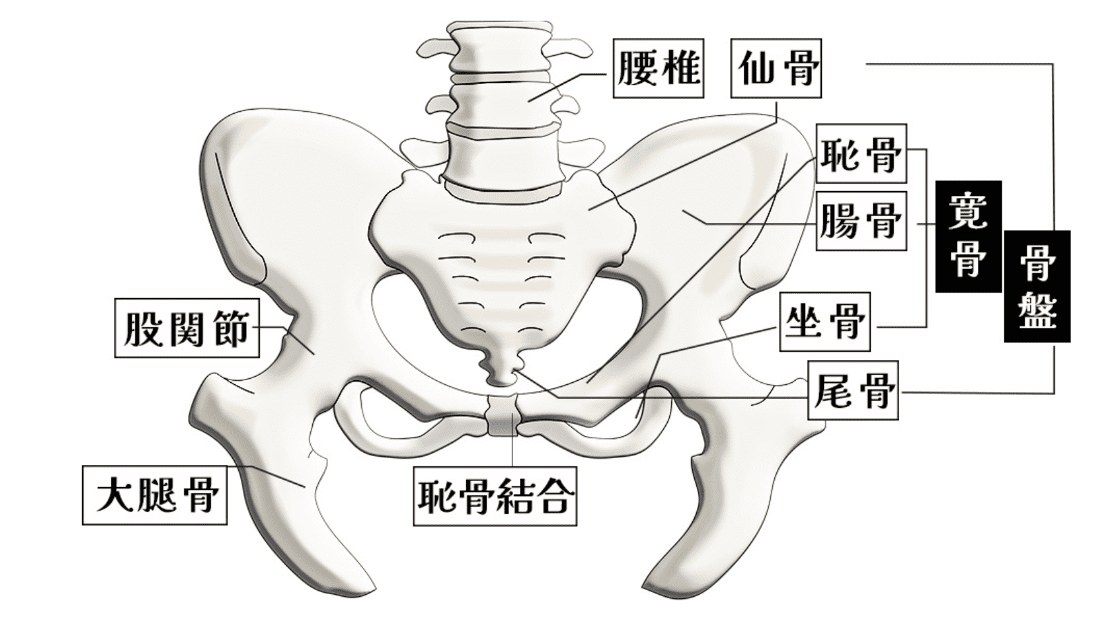 イラスト　骨盤