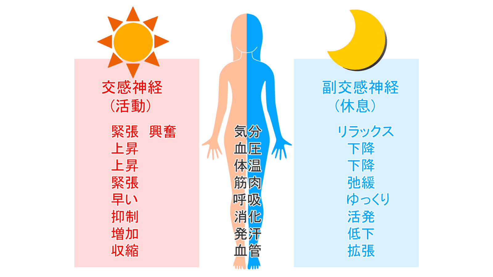 自律神経　イラスト