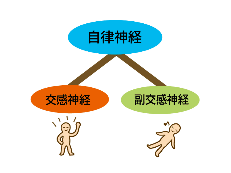 自律神経