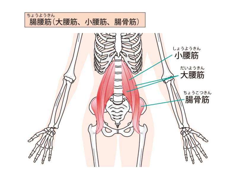 内転筋