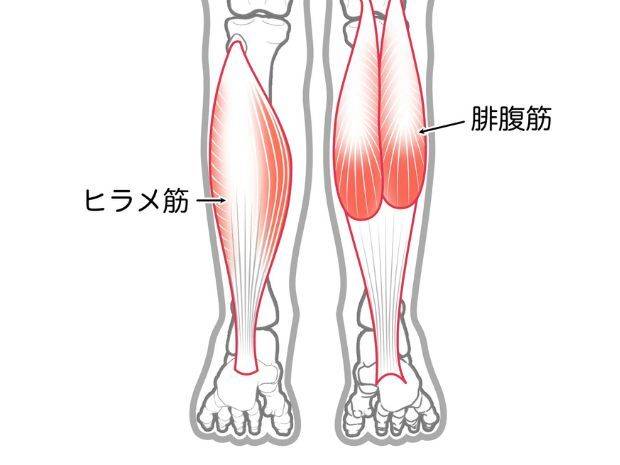 ふくらはぎ