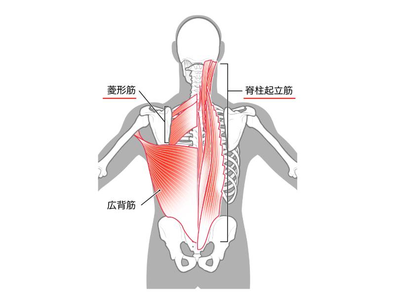 脊柱起立筋・菱形筋
