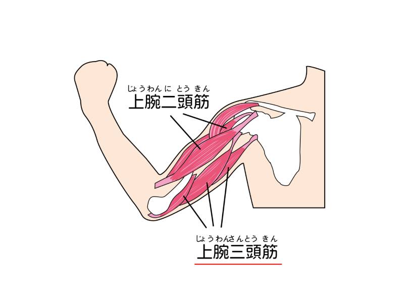 上腕三頭筋
