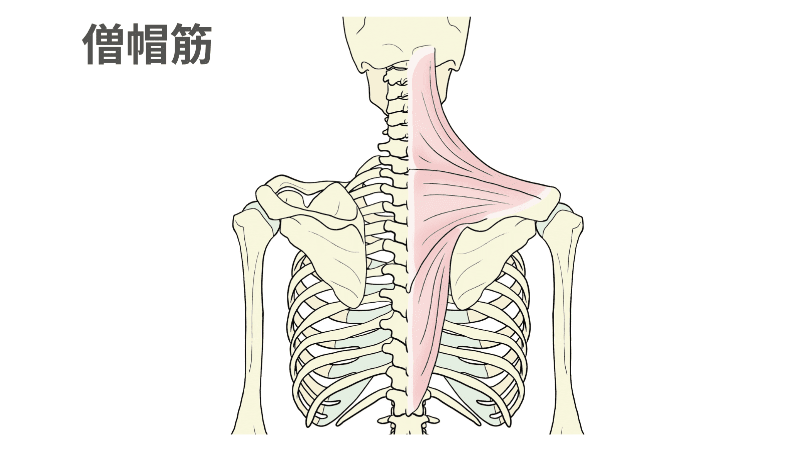 イラスト　僧帽筋