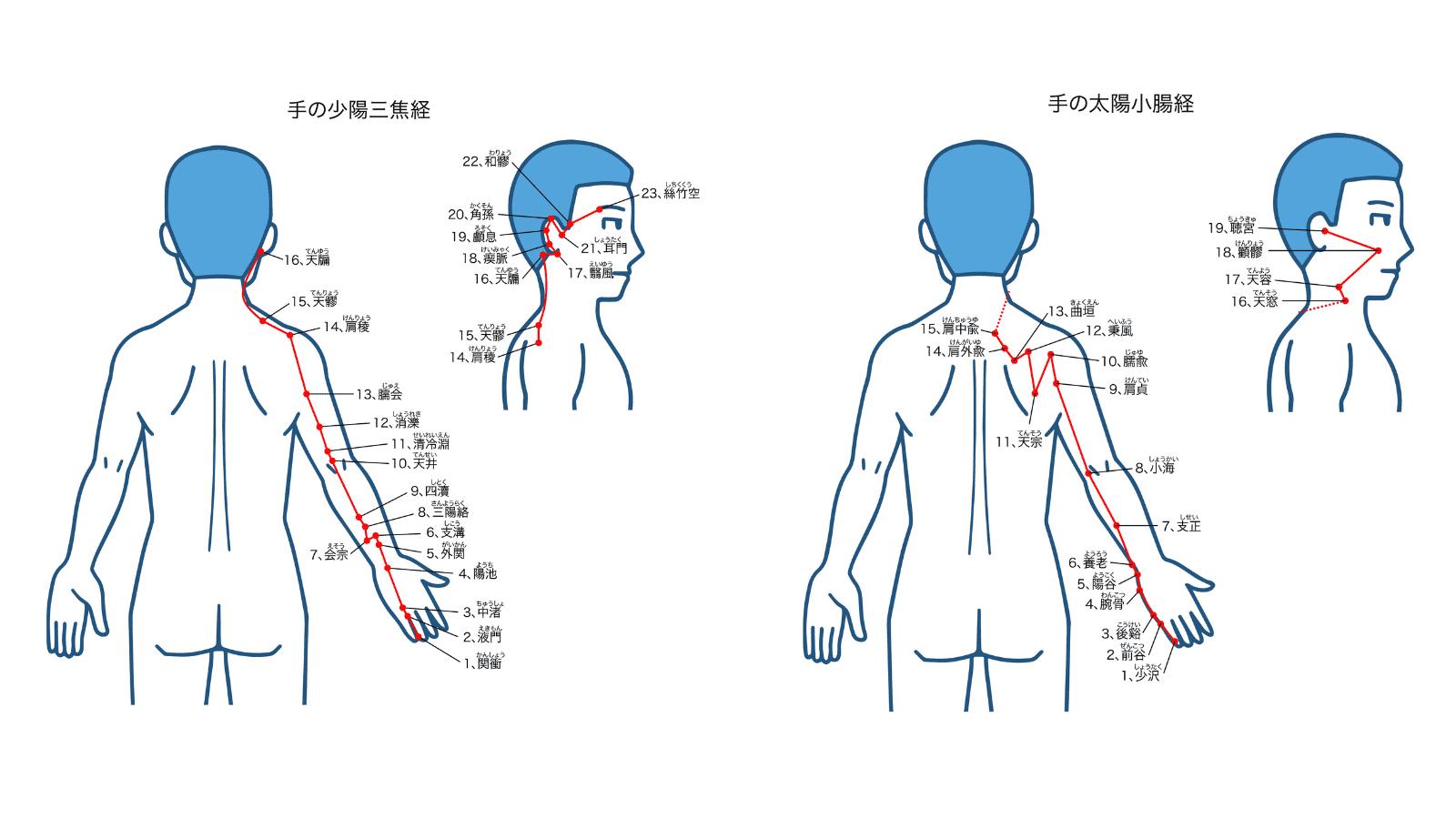 イラスト　経絡　三焦経　小腸経