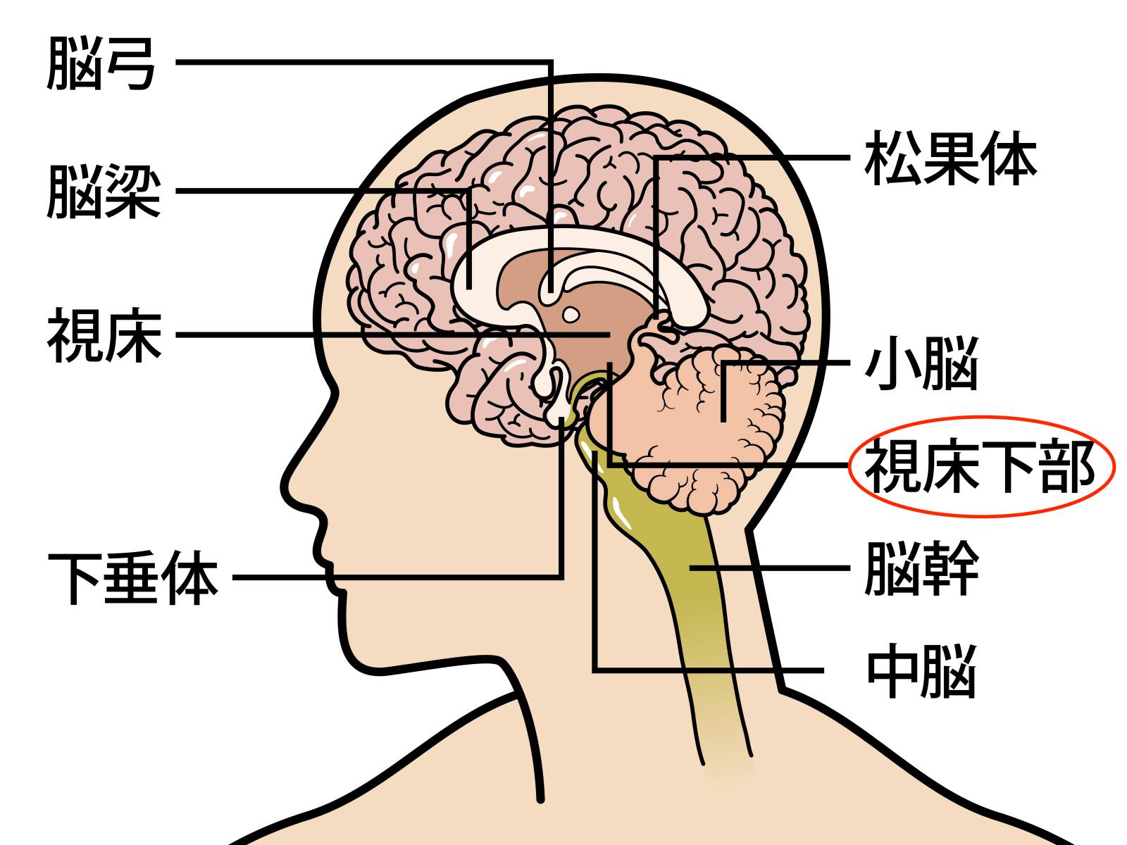 視床下部イメージ