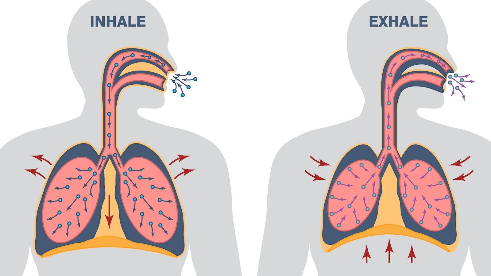 横隔膜をしなやかに保つとさまざまな不調が改善する｜自律神経もスタイルも呼吸で整える！横隔膜ケア