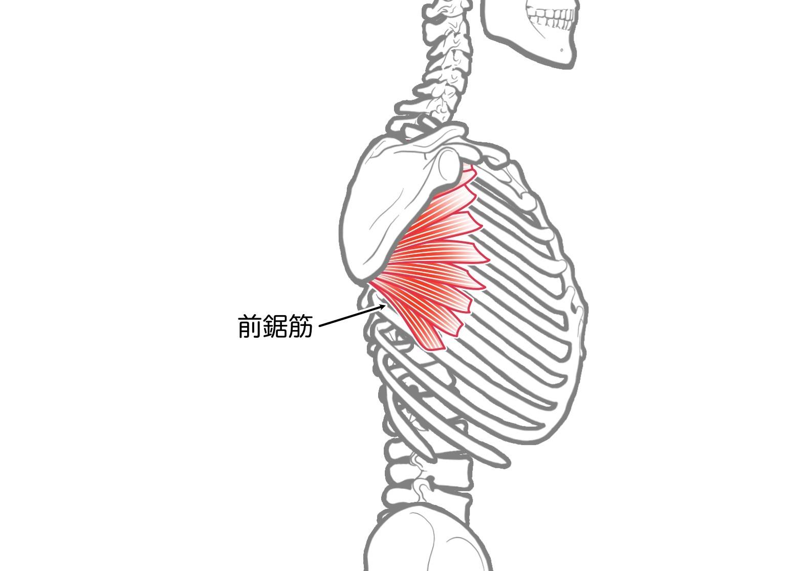 前鋸筋