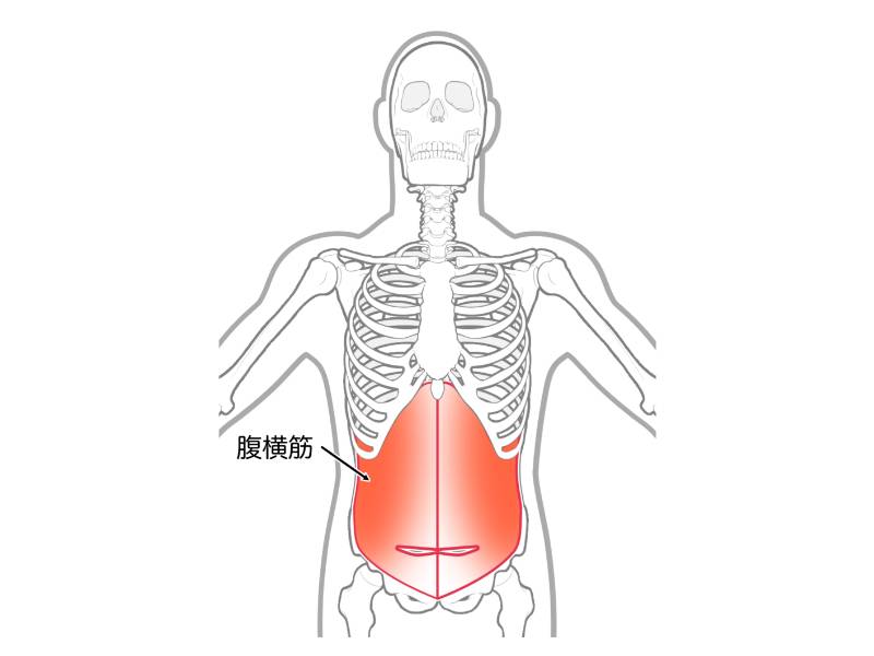 腹横筋