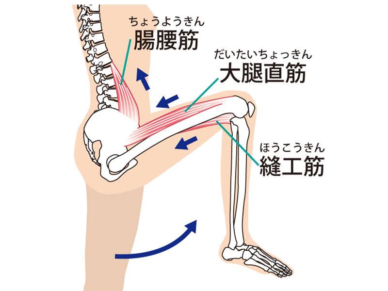 股関節屈曲に関わる筋肉
