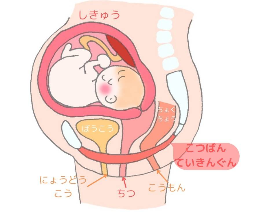 骨盤底筋の出産時