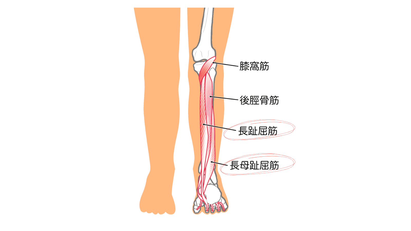 足底の筋肉　イラスト