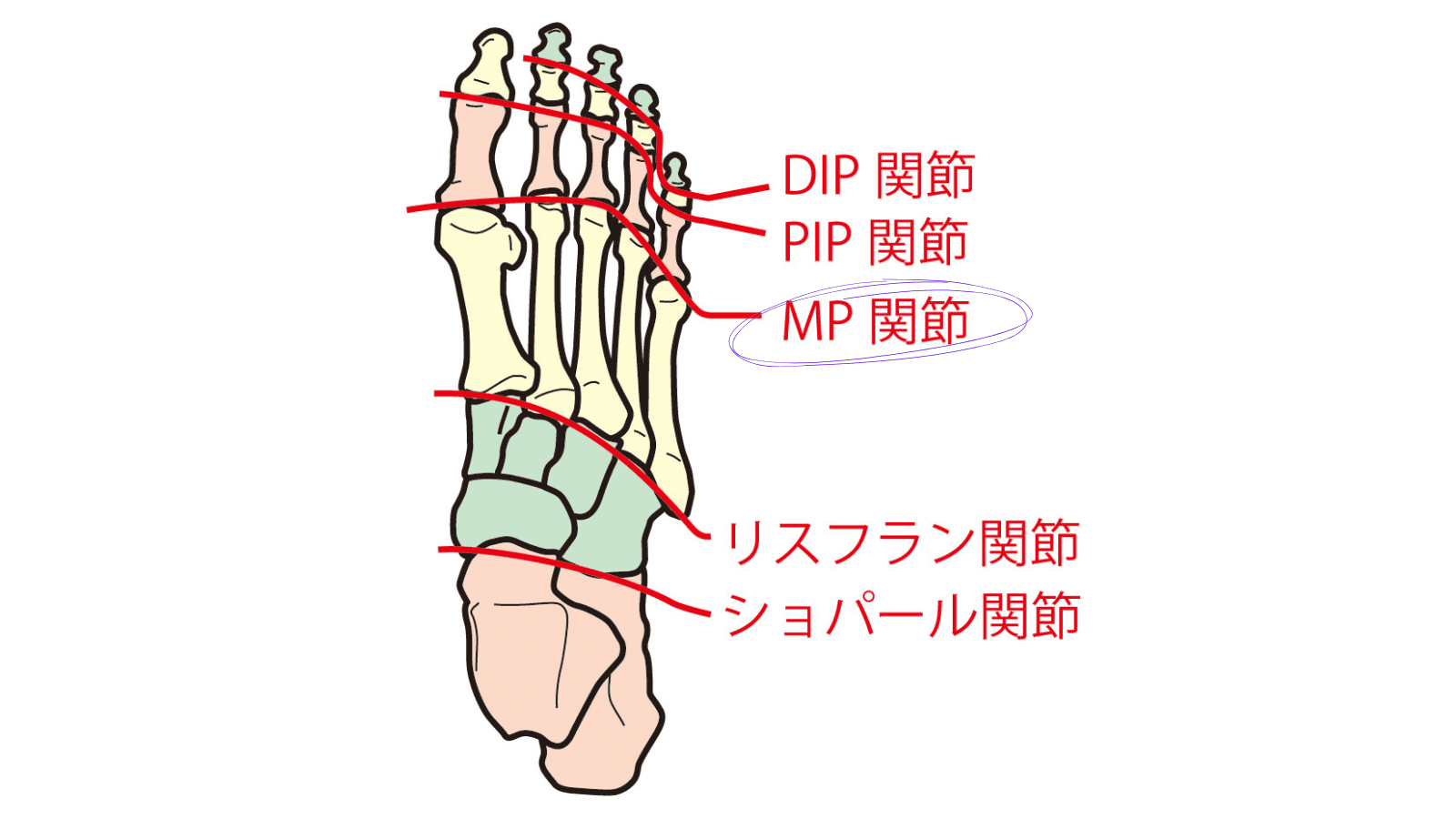 MP関節　イラスト