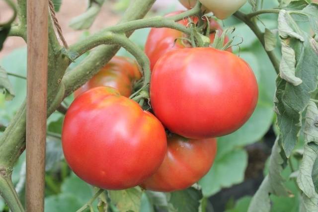 トマトのイメージ