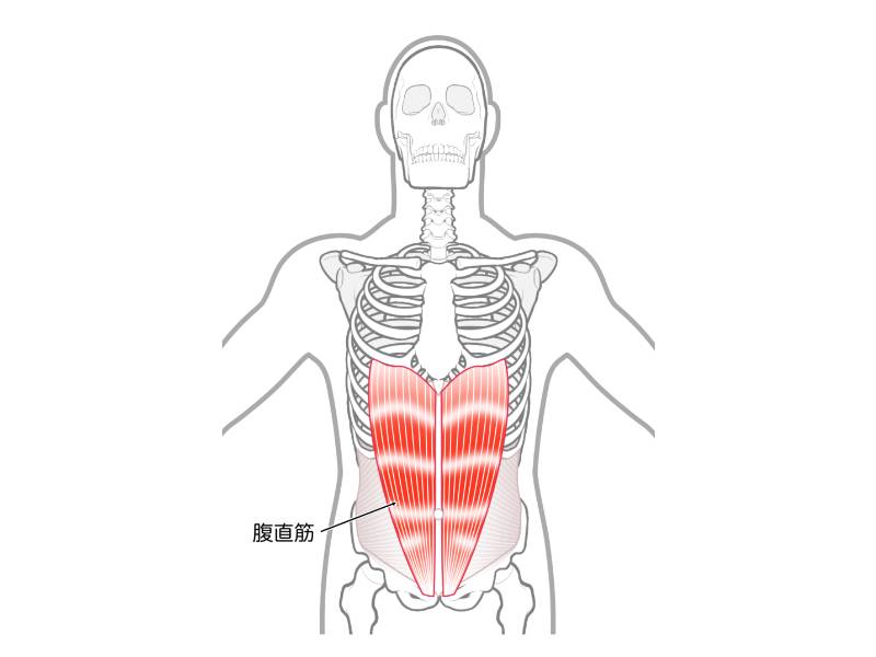 腹直筋