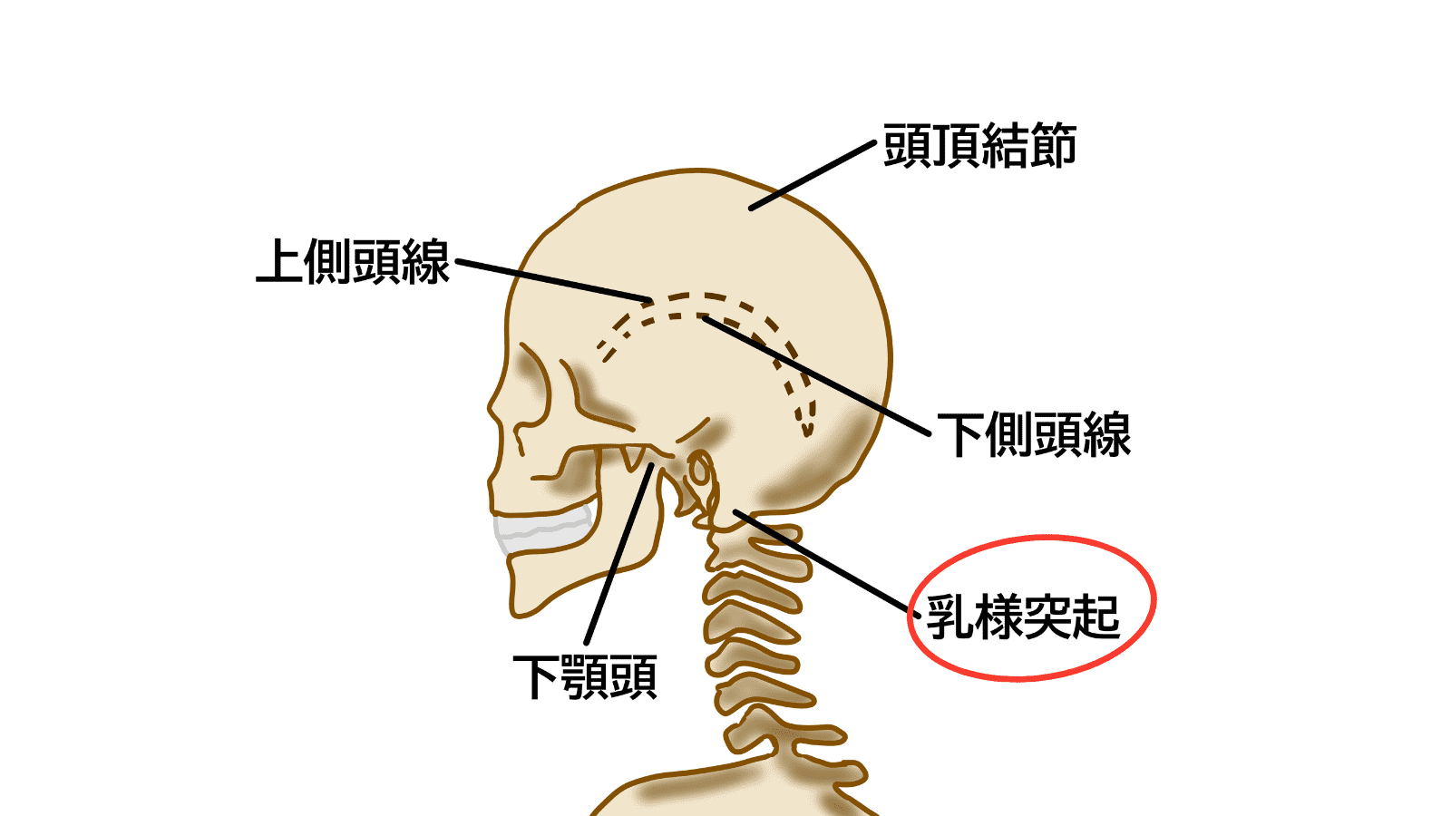 乳様突起　イラスト