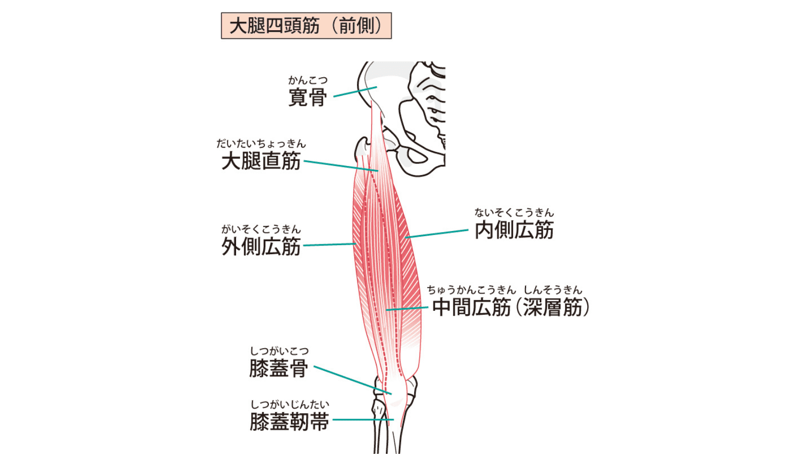 大腿四頭筋