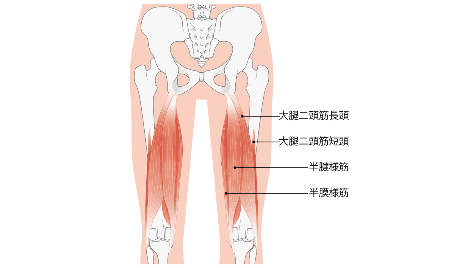 ハムストリング