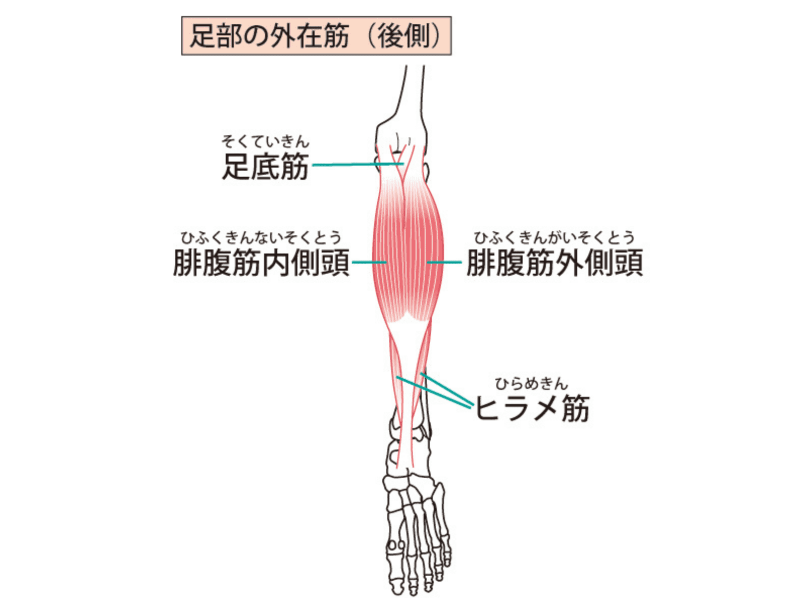 腓腹筋