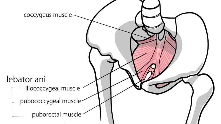 〈いいことしかない〉更年期世代のための骨盤ケア→筋力をつけて骨盤から健康を保つ〈ひねりエクサ〉
