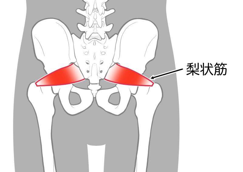 梨状筋