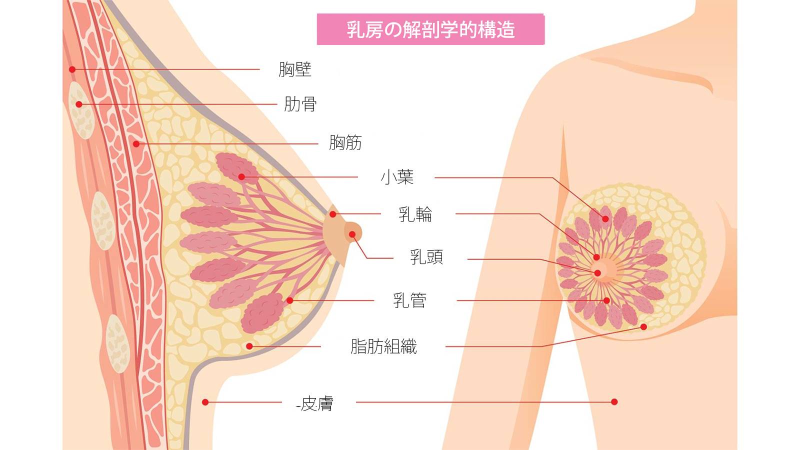 胸に対するオイルの本当の健康上の利点は何ですか?