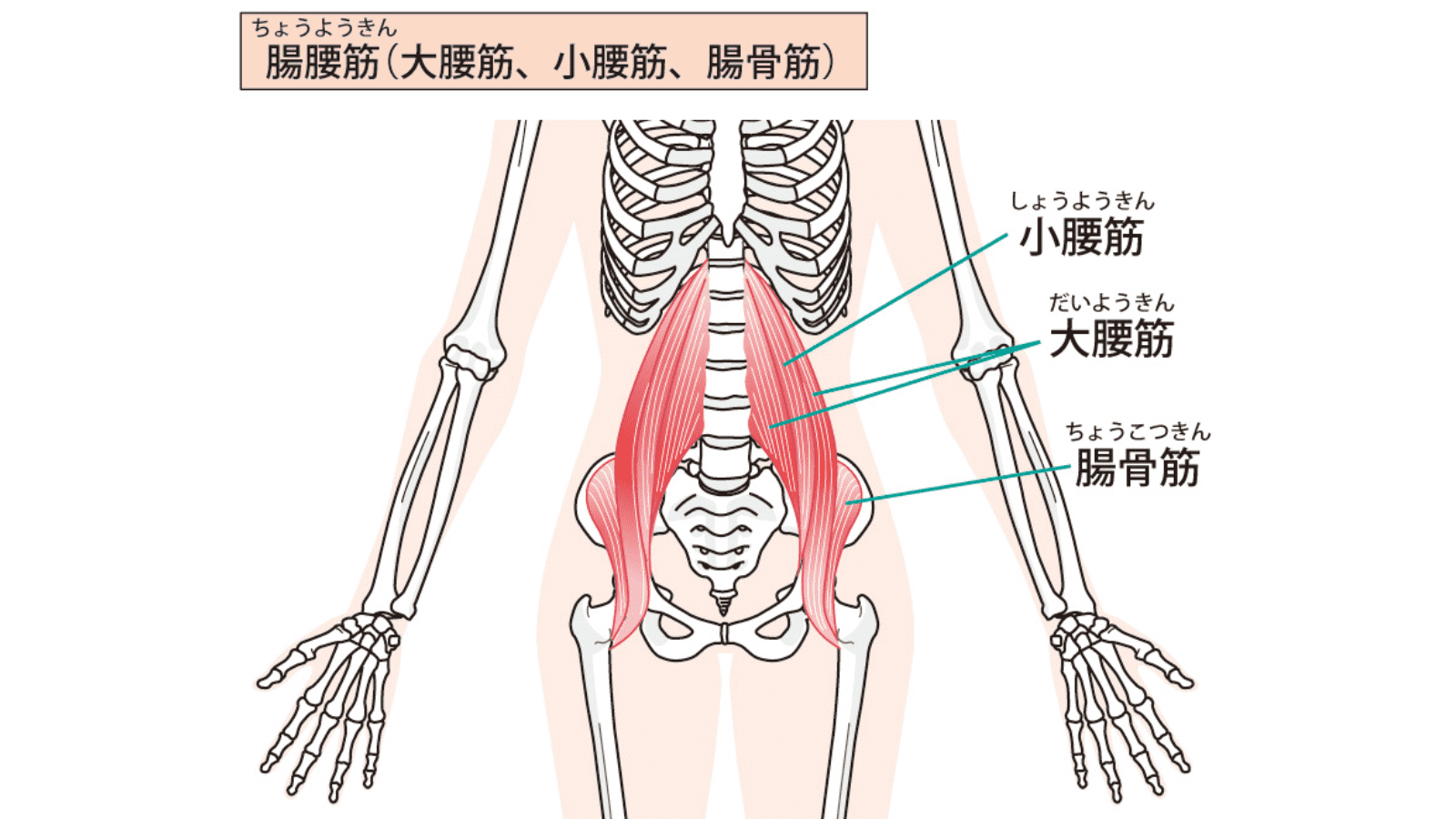 腸腰筋