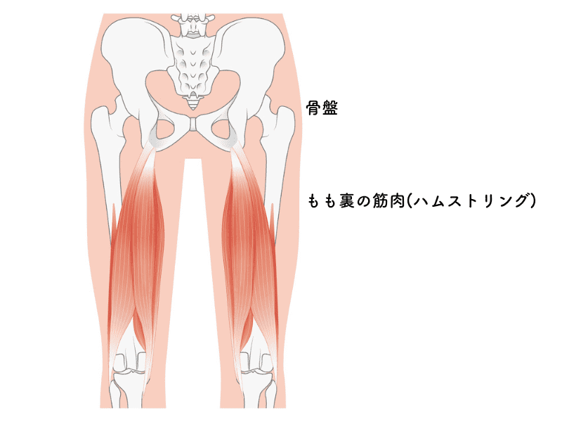 もも裏と骨盤