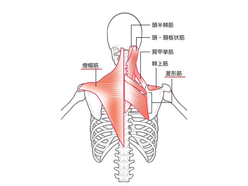菱形筋と僧帽筋