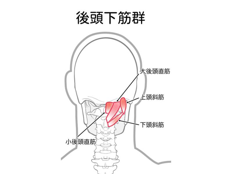 後頭下筋群