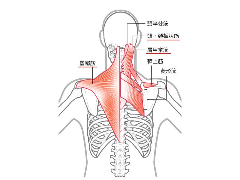 頭板状筋・肩甲挙筋・僧帽筋