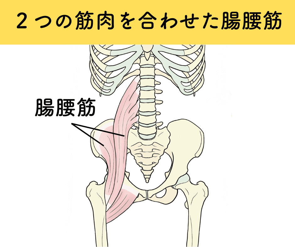 腸腰筋の場所