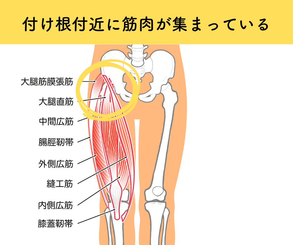 脚の付け根に集まる筋肉