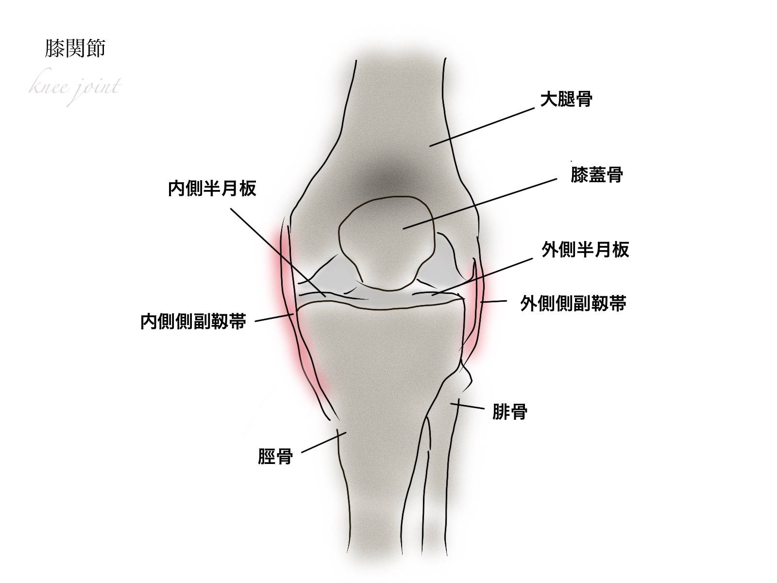 膝関節