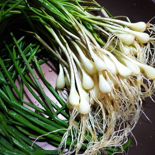 らっきょう　葉付き