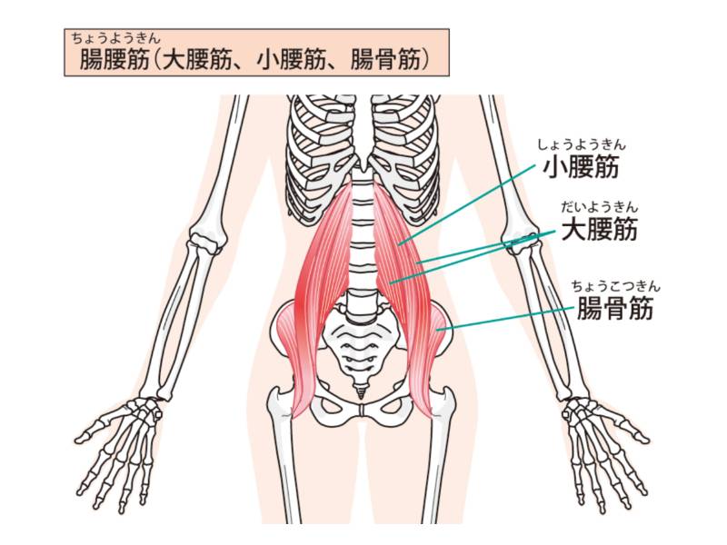 腸腰筋