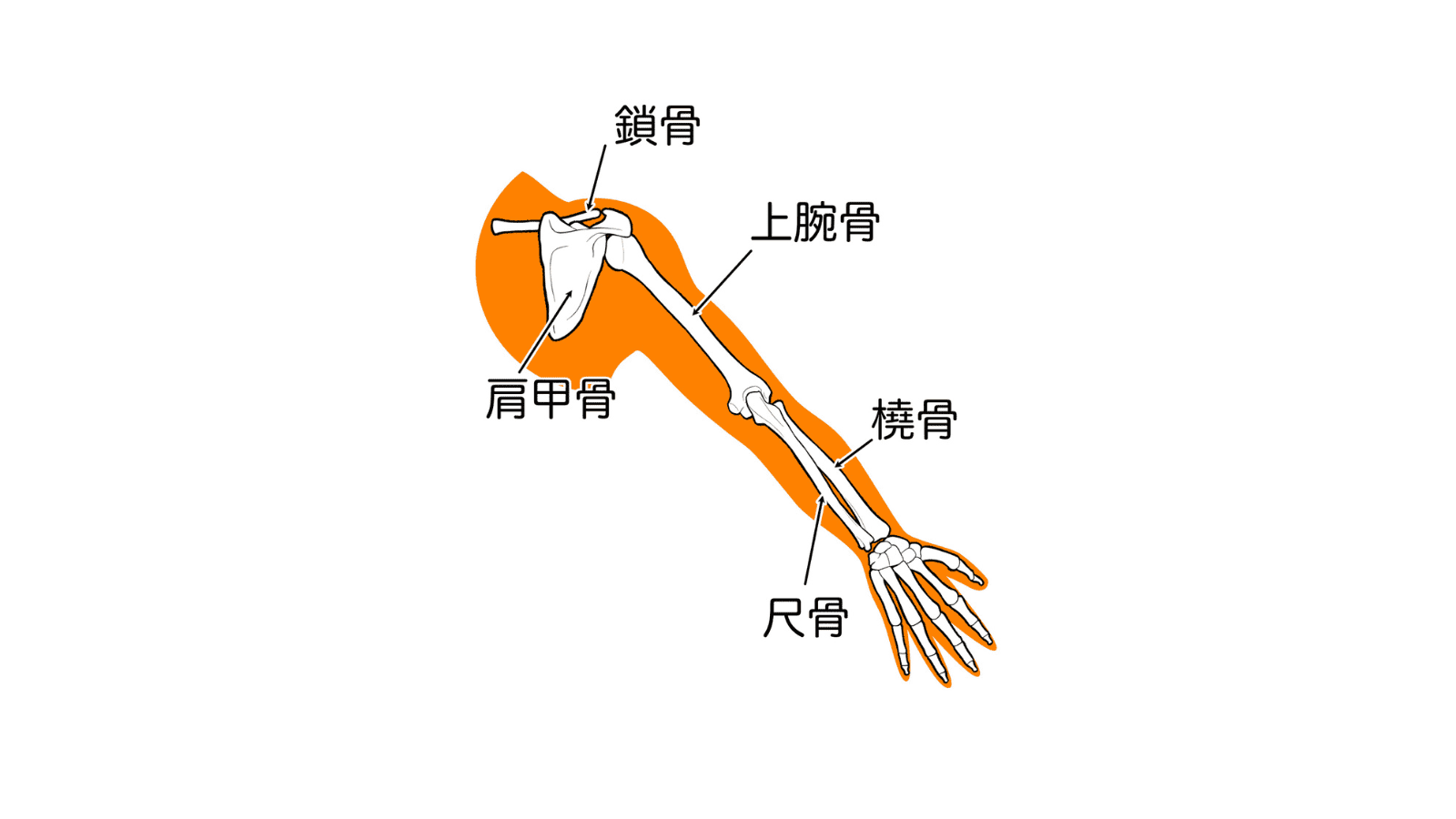 上腕 イラスト
