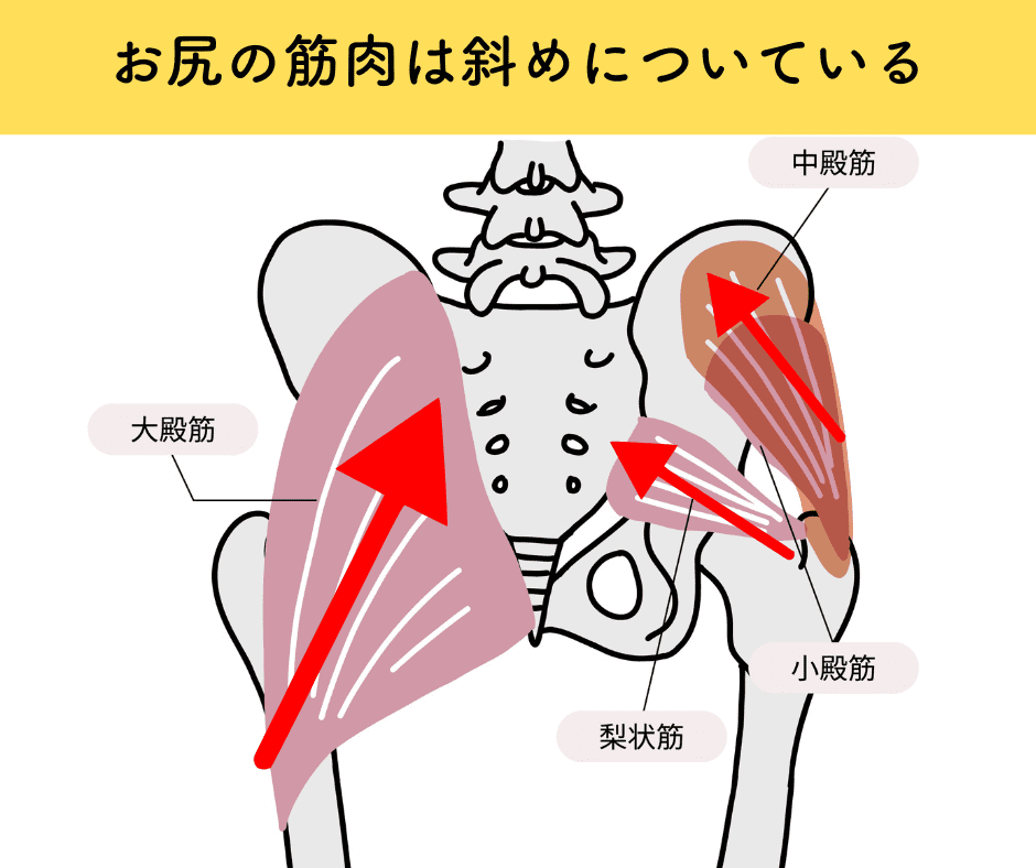 お尻の筋肉